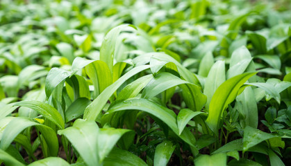 large field of wild garlic growing in a forest