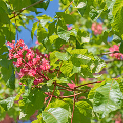 Fleischrote Rosskastanie, Purpurkastanie, Blüten