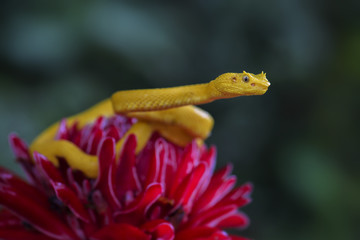 Eyelash Viper - Bothriechis schlegelii, beautiful colored venomous pit viper from Central America...