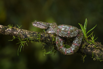 Eyelash Viper - Bothriechis schlegelii, beautiful colored venomous pit viper from Central America forests, Costa Rica