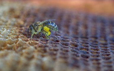bee