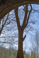 Looking through a brick arch to the trunk of a tree in front of blue sky
