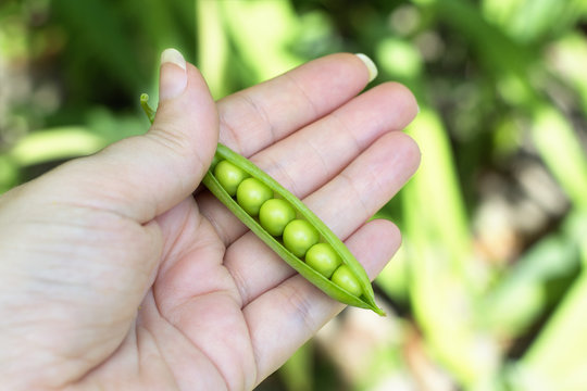 The pea pod in hand. Juicy ripe green peas.