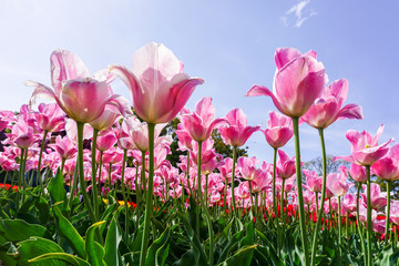 Greigii tulips in spring garden