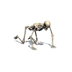 skeleton crawls - isolated on white background