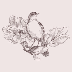 Vector illustration of hand drawn bird on magnolia blooming brunch. Graphic style, beautiful illustration. Engraving retro style © valeriyabtsk