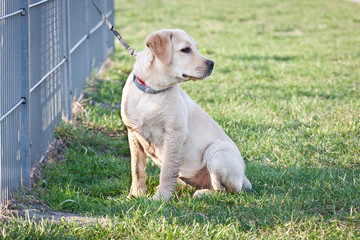 Piesek na smyczy © Mariusz Stoszewski