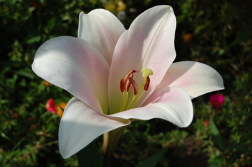 Fototapeta premium Large flower of lily