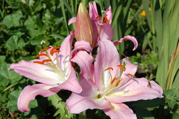 Pink lilies