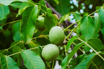 Green walnuts, fresh and naturally grown on tree branch with green leaves close-up