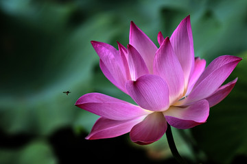 bee approach blooming lotus