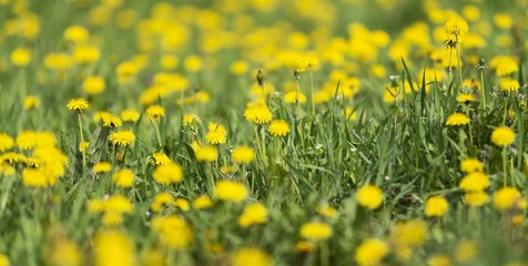 Fototapeta premium spring dandelions