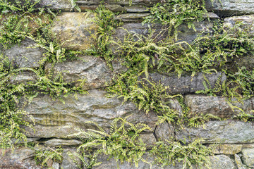 horizontal background of an old stone and rock wall with moss and fern growing out of it