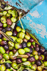 Pressing of olives 2