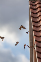 Urban wildlife. House Martins feeding on insects. Birds flying under building roof eaves.