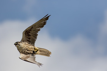 Falconry. Saker falcon bird of prey flying at speed.
