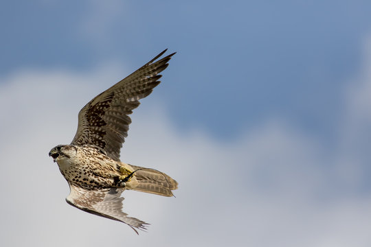 Falconry. Saker falcon bird of prey flying at speed.