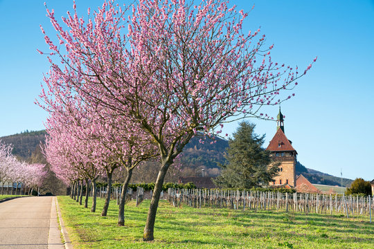 Fr&uuml;hling an der deutschen Weinstra&szlig;e