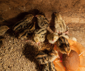 Baby quail  farm