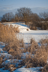 Winter landscape with reeds at the side of the road 1012.