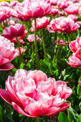 Double tulips - also known as peony tulips