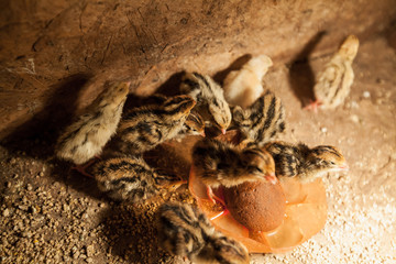 Baby quail  farm
