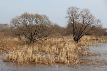 nature, autumn, bare trees, beautiful, plant, yellow, dry, blue, flora, bulrush, dry plant, lake, pond, swamp, outdoors, horizon line, dry grass, season, fresh, color, background, beauty, grassy, bush
