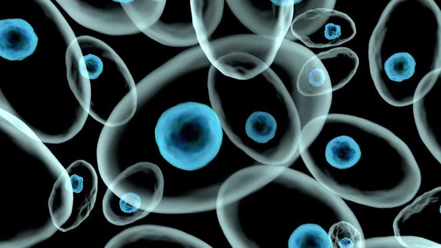 3D rendered Animation of moving living cells under the microscope.
