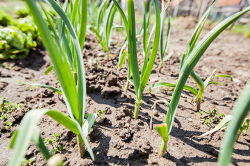 Organic Spring Onion Vegetable