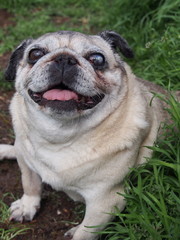 Obraz premium Monna Cleopatra's smile. My sweet granny