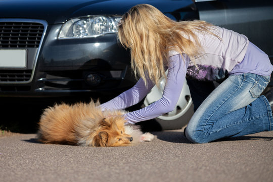 A Woman Helps An Injured Dog In Front Of A Car