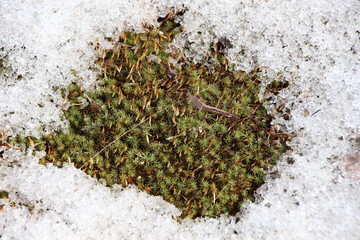 Spring, moss, grass, snow, thawed, snowdrift, melted snow, wet, loose, green, fresh, new, morning,...