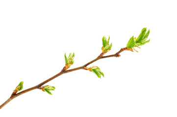 branch with kidney