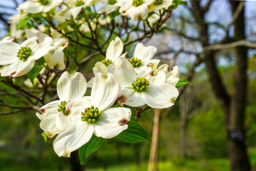 Obraz na płótnie Canvas Blooming tree in spring garden