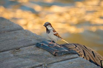 Sparrow sitting on a pier