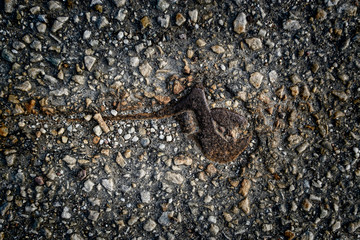 An old wrench depressed in a worn asphalt.