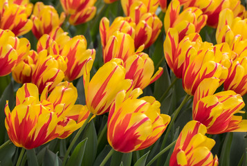 yellow and orange tulips flowers blooming in a garden