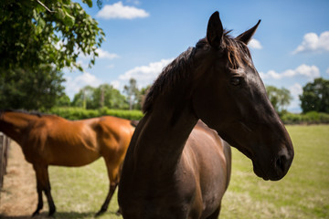 Fototapeta premium Two Friendly Horses In Field Together