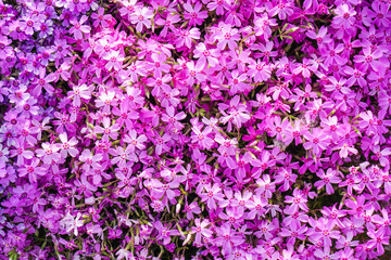 Small purple bed of flowers