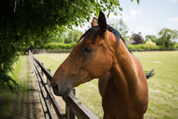 Horse By Fence Under Tree