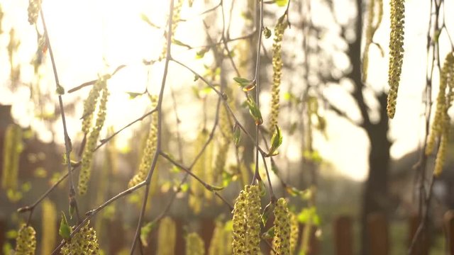 Birch buds move in the wind in the park in spring. 