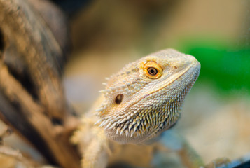Bearded Agama sits on a tree in a pet store close-up. Terrarium