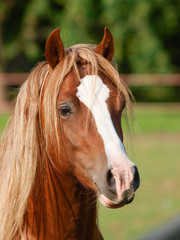 Obraz premium Horse Head Shot