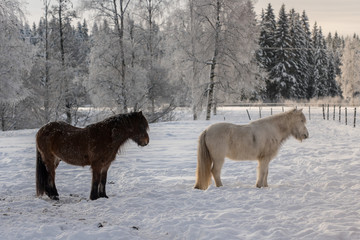 Couple of icelandic horses in snow.