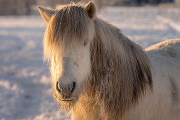 White Icelandic horse in freezing winter time
