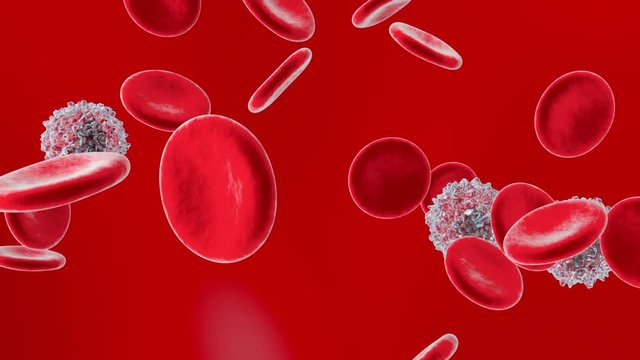 Anatomically correct Erythrocytes and Monocyte cells flowing in the blood stream.
