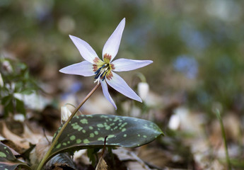 Erythronium dens-canis