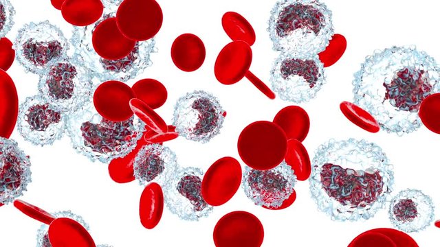 Anatomically correct Erythrocytes and Monocyte cells flowing in the blood stream.

