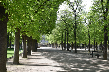 Allée boisée au printemps au jardin du Luxembourg à Paris, France