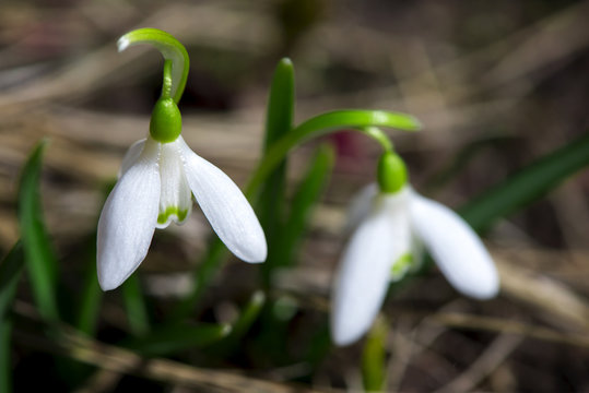 Two white flower of the snowdrop close up.